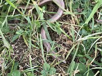 maudoc.com • Italian Slow Worm - Orbettino italiano - Anguis veronensis •  IMG_6810.jpg : Orbettino