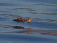 Loggerhead - Tartaruga comune - Caretta caretta