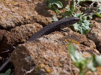 maudoc.com • Ocellated Skink - Gongilo - Chalcides ocellatus •  IMG_1790.jpg : Gongilo