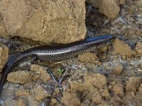 maudoc.com • Ocellated Skink - Gongilo - Chalcides ocellatus •  IMG_1860b.jpg : Gongilo