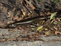 Ocellated Skink - Gongilo - Chalcides ocellatus