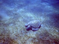 maudoc.com • Green Sea Turtle - Tartaruga verde - Chelonia mydas •  tartarugaverde01.jpg : Tartaruga marina