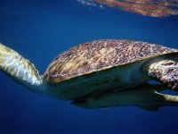 maudoc.com • Green Sea Turtle - Tartaruga verde - Chelonia mydas •  tartarugaverde02.jpg : Tartaruga marina