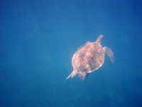 Green Sea Turtle - Tartaruga verde - Chelonia mydas