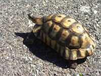 maudoc.com • Bowsprit Tortoise - Testuggine vomere sudafricana - Chersina angulata •  IMG_3056.jpg : Tartaruga