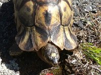 maudoc.com • Bowsprit Tortoise - Testuggine vomere sudafricana - Chersina angulata •  IMG_3057.jpg : Tartaruga