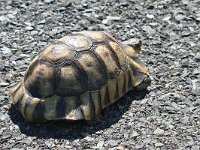 maudoc.com • Bowsprit Tortoise - Testuggine vomere sudafricana - Chersina angulata •  IMG_8562.jpg : Tartaruga