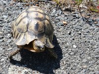 maudoc.com • Bowsprit Tortoise - Testuggine vomere sudafricana - Chersina angulata •  IMG_8564.jpg : Tartaruga
