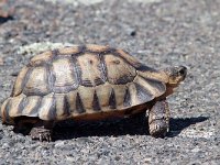 Bowsprit Tortoise - Testuggine vomere sudafricana - Chersina angulata