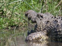 maudoc.com • Nile Crocodile - Coccodrillo del Nilo - Crocodylus niloticus •  IMG_0534.jpg : Coccodrillo