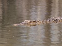 maudoc.com • Nile Crocodile - Coccodrillo del Nilo - Crocodylus niloticus •  IMG_0591.jpg : Coccodrillo