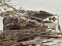 maudoc.com • Nile Crocodile - Coccodrillo del Nilo - Crocodylus niloticus •  IMG_1011.jpg : Coccodrillo