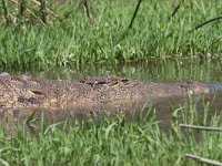 maudoc.com • Nile Crocodile - Coccodrillo del Nilo - Crocodylus niloticus •  coccodrillo02.jpg : Coccodrillo