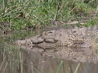 maudoc.com • Nile Crocodile - Coccodrillo del Nilo - Crocodylus niloticus •  coccodrillo04.jpg : Coccodrillo