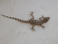 maudoc.com • Rough-tailed Gecko - Geco carenato - Cyrtopodion scabrum •  sharm01.jpg   Sharm, Egypt : Geco