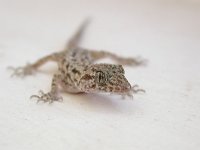 maudoc.com • Rough-tailed Gecko - Geco carenato - Cyrtopodion scabrum •  sharm02.jpg   Sharm, Egypt : Geco