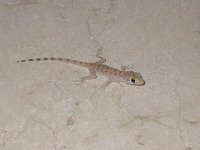 maudoc.com • Rough-tailed Gecko - Geco carenato - Cyrtopodion scabrum •  sharm03.jpg   Sharm, Egypt : Geco