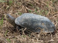 maudoc.com • European Pond Turtle - Testuggine palustre europea - Emys orbicularis •  IMG_3684.jpg : Testuggine palustre