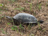 maudoc.com • European Pond Turtle - Testuggine palustre europea - Emys orbicularis •  IMG_3688.jpg : Testuggine palustre