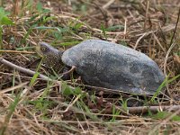 maudoc.com • European Pond Turtle - Testuggine palustre europea - Emys orbicularis •  IMG_3696.jpg : Testuggine palustre