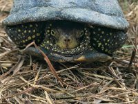 maudoc.com • European Pond Turtle - Testuggine palustre europea - Emys orbicularis •  IMG_5991.jpg : Testuggine palustre