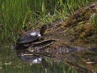 maudoc.com • European Pond Turtle - Testuggine palustre europea - Emys orbicularis •  IMG_7055.jpg : Testuggine palustre