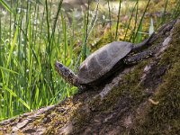 maudoc.com • European Pond Turtle - Testuggine palustre europea - Emys orbicularis •  IMG_7058.jpg : Testuggine palustre