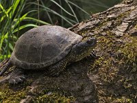 European Pond Turtle - Testuggine palustre europea - Emys orbicularis
