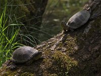 maudoc.com • European Pond Turtle - Testuggine palustre europea - Emys orbicularis •  IMG_7062.jpg : Testuggine palustre