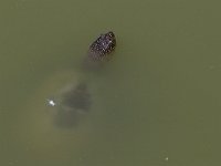 maudoc.com • European Pond Turtle - Testuggine palustre europea - Emys orbicularis •  testuggine01.jpg : Tartaruga acquatica