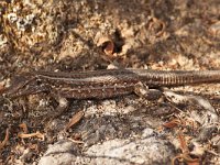 maudoc.com • Tenerife Lizard - Gallotia galloti •  lucertola_tenerife01.jpg : Lucertola delle Canarie