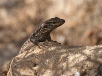 maudoc.com • Tenerife Lizard - Gallotia galloti •  lucertola_tenerife02.jpg : Lucertola delle Canarie