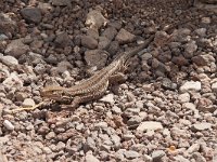 maudoc.com • Tenerife Lizard - Gallotia galloti •  lucertola_tenerife04.jpg : Lucertola delle Canarie