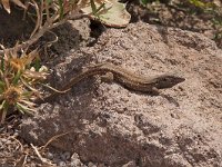 maudoc.com • Tenerife Lizard - Gallotia galloti •  lucertola_tenerife05.jpg : Lucertola delle Canarie