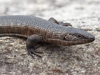 maudoc.com • Giant Plated Lizard - Gerrhosaurus validus •  IMG_0064.jpg : Lucertola