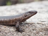 Giant Plated Lizard - Gerrhosaurus validus