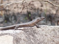 maudoc.com • Giant Plated Lizard - Gerrhosaurus validus •  giantplatedlizard02.jpg : Lucertola