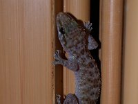 maudoc.com • Mediterranean House Gecko - Geco verrucoso - Hemidactylus turcicus •  geco.jpg : Geco comune - Tarentola mauritanica