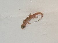 Mediterranean House Gecko - Geco verrucoso - Hemidactylus turcicus