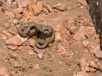 maudoc.com • Algerian Whip Snake - Colubro algerino - Hemorrhois algirus •  IMG_8057.jpg : Colubro