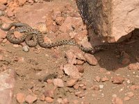 maudoc.com • Algerian Whip Snake - Colubro algerino - Hemorrhois algirus •  IMG_8061.jpg : Colubro