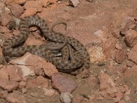 maudoc.com • Algerian Whip Snake - Colubro algerino - Hemorrhois algirus •  IMG_8064.jpg : Colubro