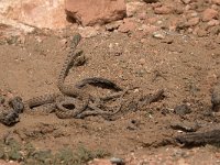 maudoc.com • Algerian Whip Snake - Colubro algerino - Hemorrhois algirus •  IMG_8069.jpg : Colubro