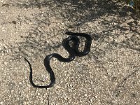 maudoc.com • Black Whip Snake - Carbonaro - Hierophis carbonarius •  IMG_1230.jpg : Biacco