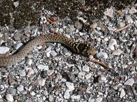 Black Whip Snake - Carbonaro - Hierophis carbonarius