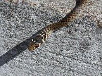 maudoc.com • Black Whip Snake - Carbonaro - Hierophis carbonarius •  biacco04.jpg : Biacco