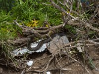 Green Whip Snake - Biacco - Hierophis viridiflavus