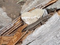 maudoc.com • Pyrenean Rock Lizard - Iberolacerta bonnali •  lucertola_pirenei01.jpg : Lucertola