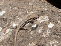 maudoc.com • Pyrenean Rock Lizard - Iberolacerta bonnali •  lucertola_pirenei02.jpg : Lucertola