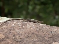 Pyrenean Rock Lizard - Iberolacerta bonnali